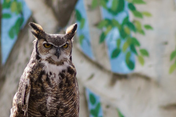 A Great Horned Owl giving its best stern look