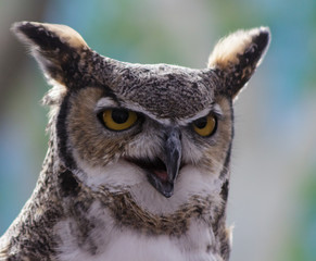 Obraz premium A Great Horned Owl with its mouth open