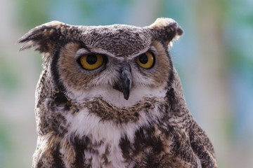 Fototapeta premium A Great Horned Owl with its 