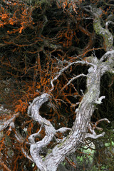 Fototapeta premium Trentepohlia (orange colored algae) on tree at Point Lobos State Reserve, California coast