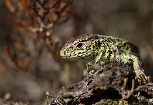 Male sand lizard is basking among calluna in spring in Finland. Green mating colour of the male is clearly visible.