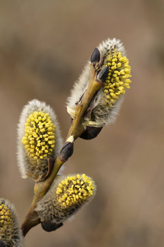 Goat Willow, Salix Caprea