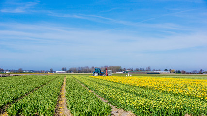 tulip field in the Netherlands. Landscape with tulips