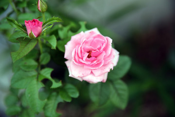 pink rose