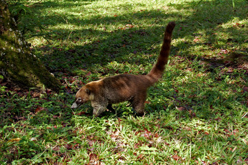 Coati / Tikal, Guatemala