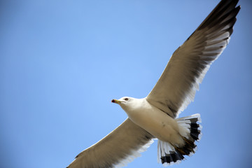 A flying seagull