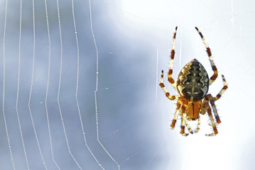 Araneus diadematus spider on its web covered with morning dew drops.