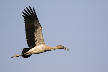 Image of asian openbill stork flying in the sky. Wild Animals.