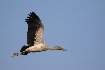 Image of asian openbill stork flying in the sky. Wild Animals.