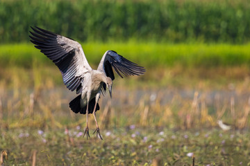 Fototapeta premium Image of asian openbill stork on nature background. Wild Animals.