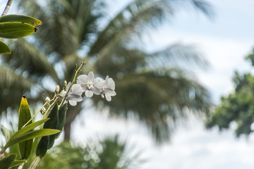 small orchid in tropical jungle of Thailand Koh phangan with Ocean background