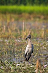 Obraz na płótnie Canvas Image of asian openbill stork on nature background. Wild Animals.
