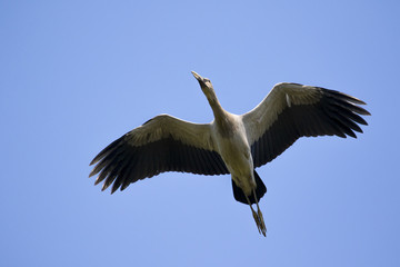 Image of asian openbill stork flying in the sky. Wild Animals.