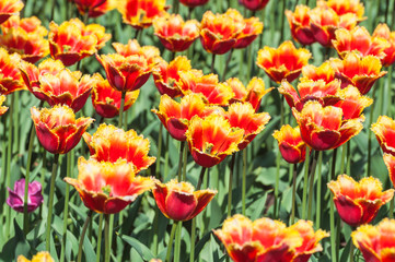 Fringed tulips red yellow. Background