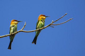 Image of bird on the branch on sky background. Wild Animals. Chestnut-headed Bee-eater (Merops leschenaulti)