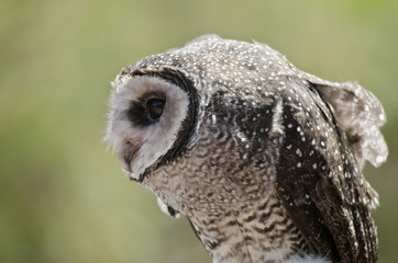 sooty owl