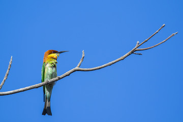 Image of bird on the branch on sky background. Wild Animals. Chestnut-headed Bee-eater (Merops leschenaulti)