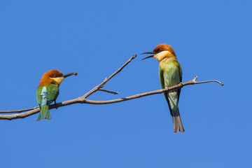 Image of bird on the branch on sky background. Wild Animals. Chestnut-headed Bee-eater (Merops leschenaulti)
