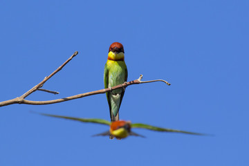 Image of bird on the branch on sky background. Wild Animals. Chestnut-headed Bee-eater (Merops leschenaulti)