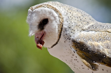 barn owl