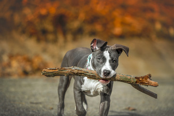 American Pitbull