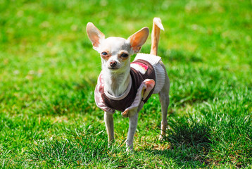 white chihuahua in dress at the park