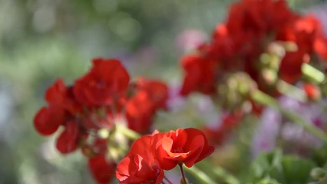 Red geranium (focus change)