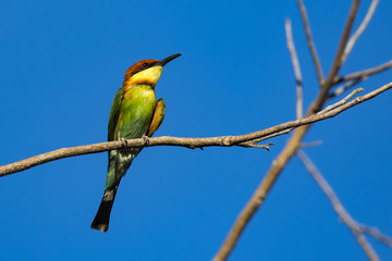Image of bird on the branch on sky background. Wild Animals. Chestnut-headed Bee-eater (Merops leschenaulti)