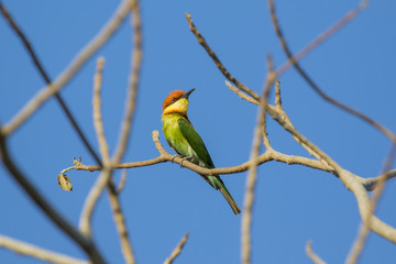 Image of bird on the branch on sky background. Wild Animals. Chestnut-headed Bee-eater (Merops leschenaulti)