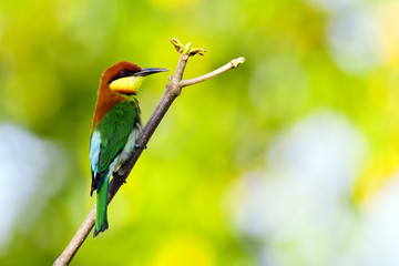 Image of bird on the branch on natural background. Wild Animals. Chestnut-headed Bee-eater (Merops leschenaulti)