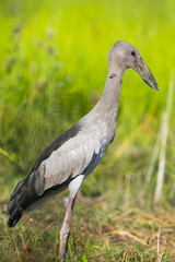 Obraz na płótnie Canvas Image of Asian openbill stork on natural background. Wild Animals.