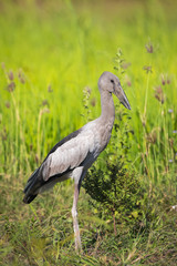 Obraz na płótnie Canvas Image of Asian openbill stork on natural background. Wild Animals.