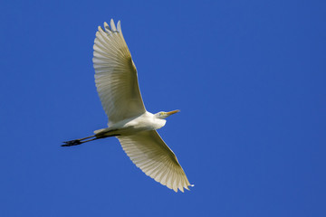 Image of egret flying in the sky. Heron. Wild Animals.