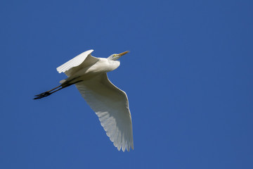 Image of egret flying in the sky. Heron. Wild Animals.
