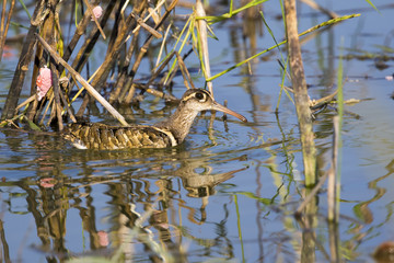 Image of birds are looking for food (Greater Painted-snipe; Rostratula benghalensis) (male). Wild Animals.