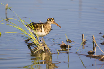 Image of birds are looking for food (Greater Painted-snipe; Rostratula benghalensis) (male). Wild Animals.