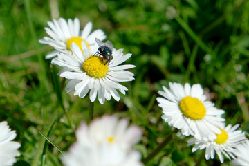 Obraz premium Fliege auf der Blume