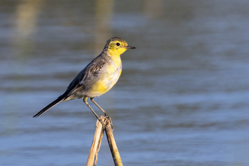 Image of Bird Citrine Wagtail (Motacilla citreola)  Wild Animals.