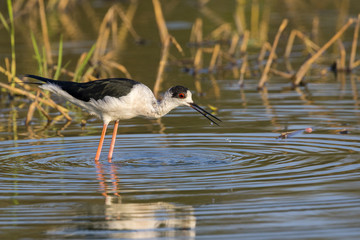 Image of bird black-winged stilt are looking for food (Himantopus himantopus) Wild Animals.