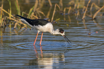 Image of bird black-winged stilt are looking for food (Himantopus himantopus) Wild Animals.