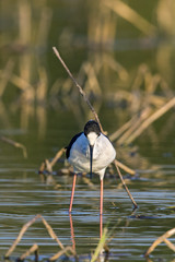 Fototapeta premium Image of bird black-winged stilt are looking for food (Himantopus himantopus) Wild Animals.