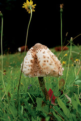 Mushroom Macrolepiota procera in the meadow