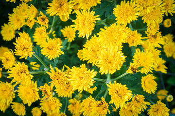 yellow chrysanthemum flowers in the garden