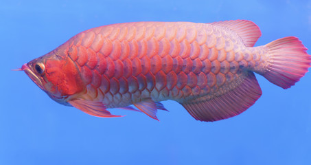 Arowana in aquarium, ornamental fish is considered a symbol of luck, success of Asians in keeping them indoors