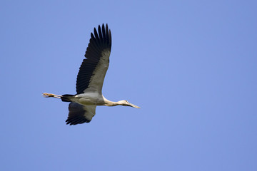 Image of asian openbill stork flying in the sky. Wild Animals.