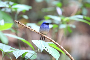 Hainan blue flycatcher (Cyornis hainanus) in Cuc phong National Park, Vietnam