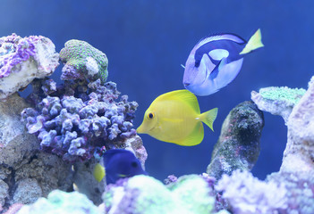 Fish swims in the water, underwater life very lively and beautiful, people often do indoor aquarium for feng shui