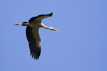 Image of asian openbill stork flying in the sky. Wild Animals.