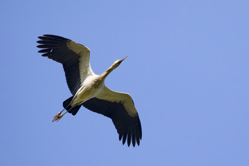 Image of asian openbill stork flying in the sky. Wild Animals.
