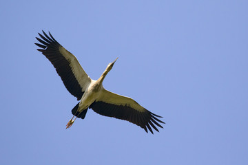 Fototapeta na wymiar Image of asian openbill stork flying in the sky. Wild Animals.
